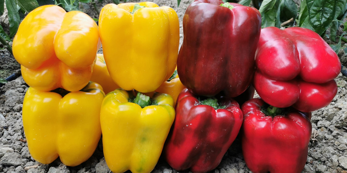 Mozzafiato F1 (rosso) e Sorprendor F1 (giallo)